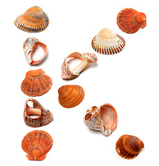 Image showing Letter K composed of seashells