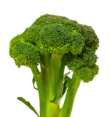 Image showing Broccoli on white background. 
