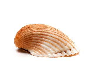 Image showing Seashell isolated on white background