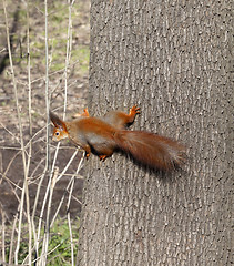 Image showing Red squirrels on tree trunk
