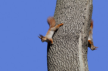 Image showing Two red squirrels play on tree