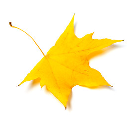 Image showing Autumn yellow leaf