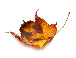 Image showing Multicolor autumn maple-leaf