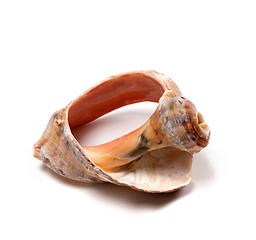 Image showing Broken rapana shell