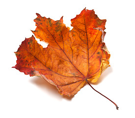 Image showing Dry maple leaf