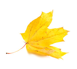 Image showing Autumn yellow maple leaf