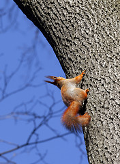 Image showing Red squirrels on tree in forest