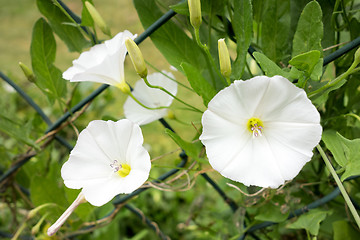 Image showing white Calystegia