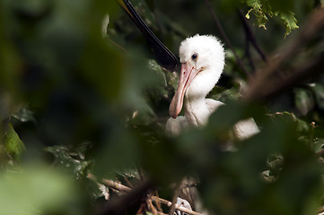 Image showing Young spoonbill