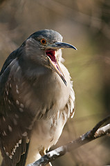 Image showing Black-crowned night heron.  (juvenile)