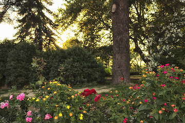 Image showing garden at sunset