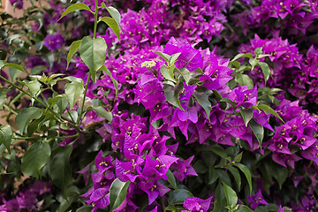 Image showing Bougainvillea glabra