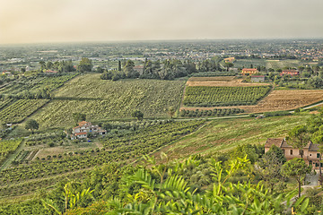 Image showing Vineyards on  hills at sunset
