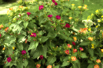 Image showing flowers at sunset