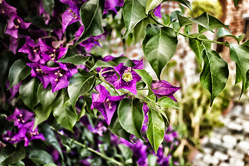 Image showing Bougainvillea glabra