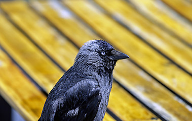 Image showing Jackdaw