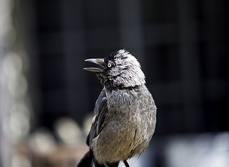 Image showing Jackdaw