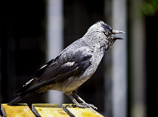 Image showing Jackdaw