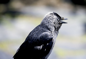 Image showing Jackdaw