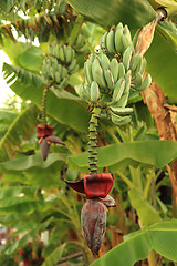 Image showing Banana plant with flower and fruits 