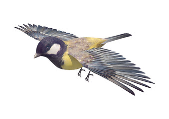 Image showing Great Tit