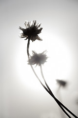 Image showing Flowers and Sun