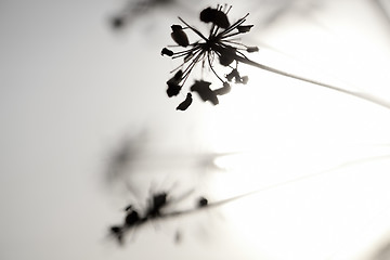 Image showing Flowers and Sun