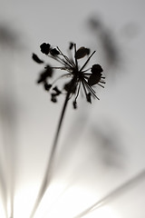 Image showing Flowers and Sun