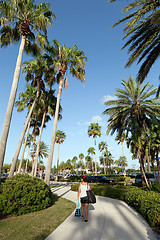 Image showing Clearwater Florida Palm Trees