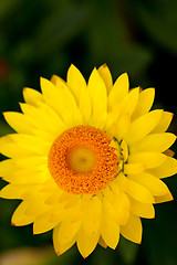 Image showing Yellow Flower