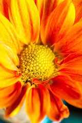 Image showing Orange Yellow Flower