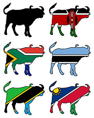 Image showing African buffalo 