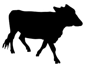 Image showing The black silhouette of a cow on white 