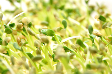 Image showing Sprouted vegetables