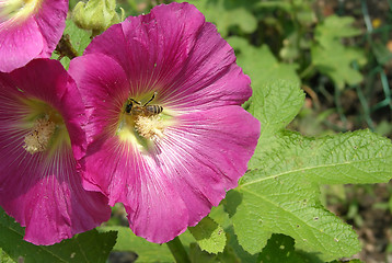 Image showing hibiscus blooms with a bee looking for nutrition