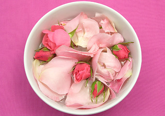 Image showing Rose buds and petals on pink background