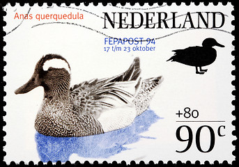 Image showing Garganey Stamp