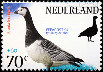 Image showing Barnacle Goose