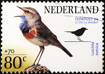 Image showing Bluethroat Stamp