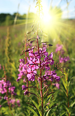 Image showing Wild flower of Willow-herb in the sunlight