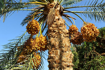 Image showing Palm with bright orange fruits 