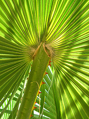 Image showing Leaf of palm tree 