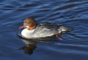 Image showing Female merganser