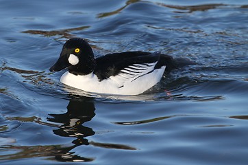 Image showing Male golden eye