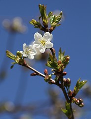 Image showing Apple blossoms