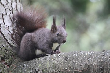 Image showing Squirrel sitting on a branch