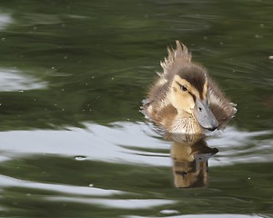 Image showing Duckling swimming