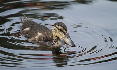 Image showing Wet duckling