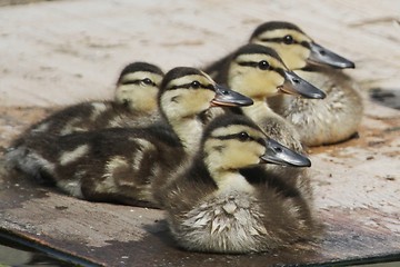 Image showing Ducklings