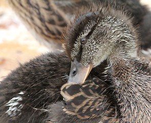 Image showing Duckling grooming